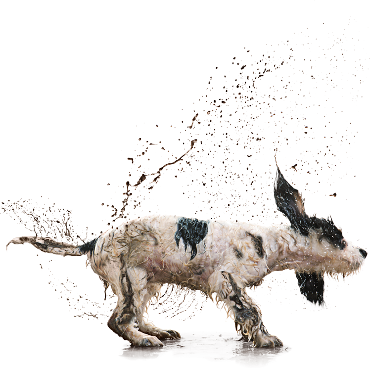 Wet muddy dog shaking